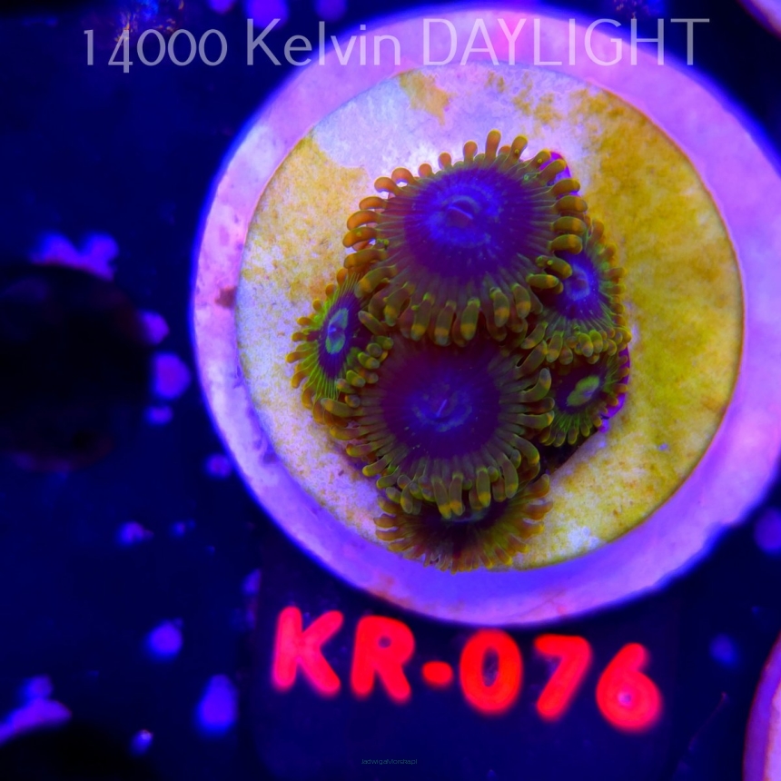 Zoanthus YODA (03.03.2026) KR-076  6P