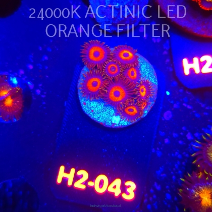 Zoanthus KEDDS RED (01.12.2025) 9P H2-043