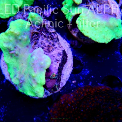 Sinularia dura NEON YELLOW SPECIAL (07.03.2023)