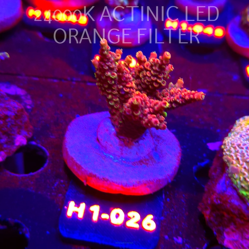 Acropora LATISTELLA BALI SHORTCAKE (24.05.2026) H1-026  5cm