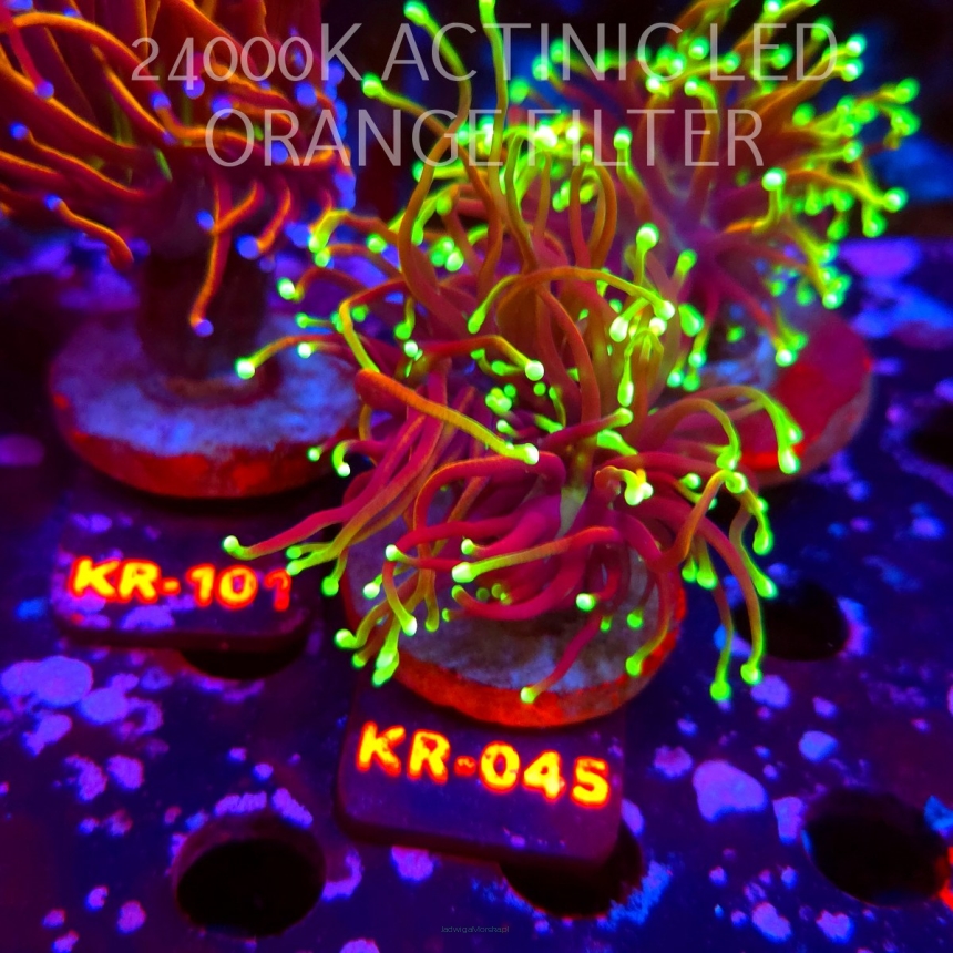 Euphyllia glabrescens DRAGON SOUL (20.06.2026) KR-045