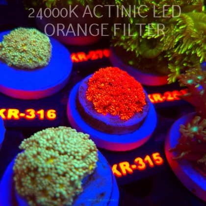 Goniopora RED (19.09.2026) KR-315