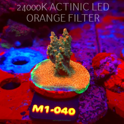 Acropora JMC SPECIAL (12.06.2026) M1-040  5cm