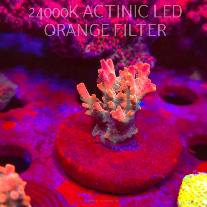 Acropora JMC SPECIAL RED (06.11.2025) MM1-III-13  3cm