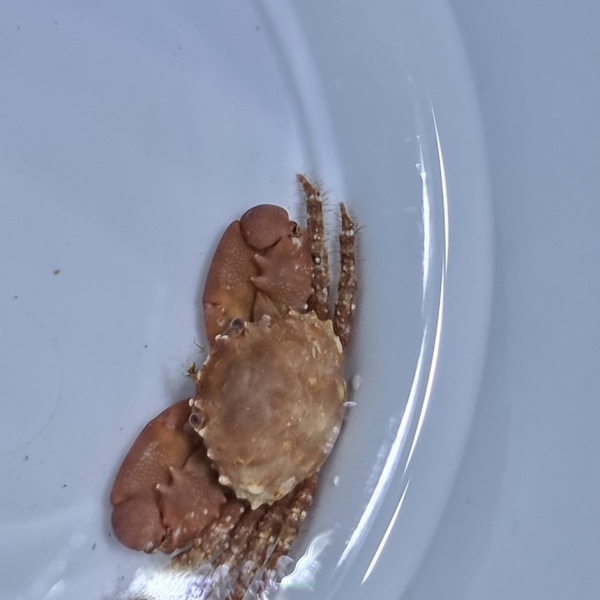 Mithrax forceps (krab glonożerny)