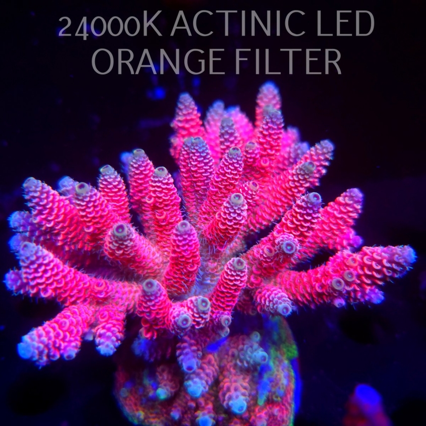 Acropora MILLEPORA HOT PINK (03.03.2026)  12cm