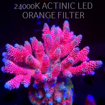 Acropora MILLEPORA HOT PINK (03.03.2026)  12cm