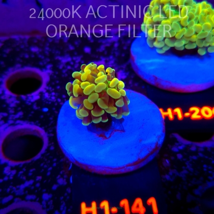 Euphyllia paraancora AUSSIE GREEN HOLOGRAM HAMMER (01.07.2026) H1-141