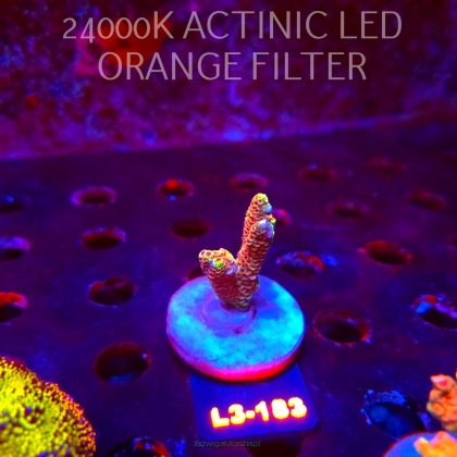 Acropora MILLEPORA RED/YELLOW MORPH (11.09.2026) L3-183  4cm