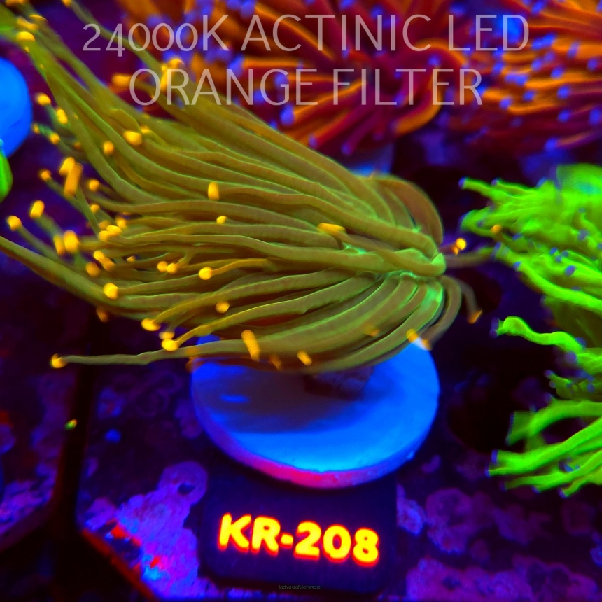 Euphyllia glabrescens DRAGON SOUL GOLD TIP (01.09.2026) KR-208