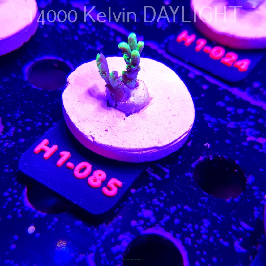 Acropora ACULEUS HIGHLIGHTER SSA (20.06.2026) H1-085  2cm