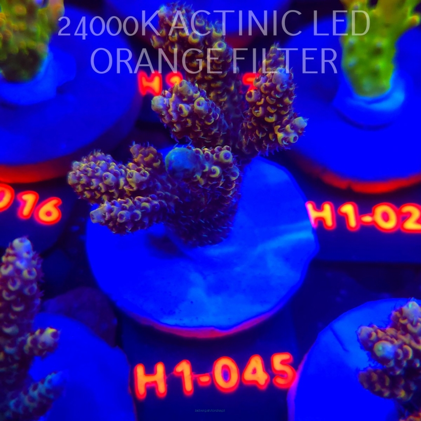 Acropora cytherea GOLD CORAL SEA (25.10.2025) H1-045  6cm