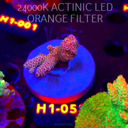 Acropora MILLEPORA PINK FUSION (23.05.2026) H1-053  4cm