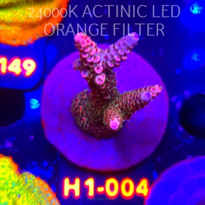 Acropora MILLEPORA PINK FUSION (04.02.2026) H1-004  6cm