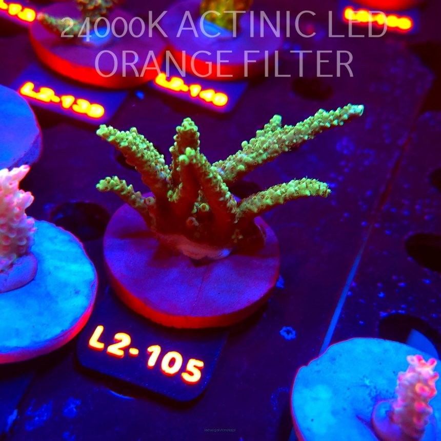 Acropora sp. PREMIUM AUSTRALIA (14.08.2026) L2-105  9cm
