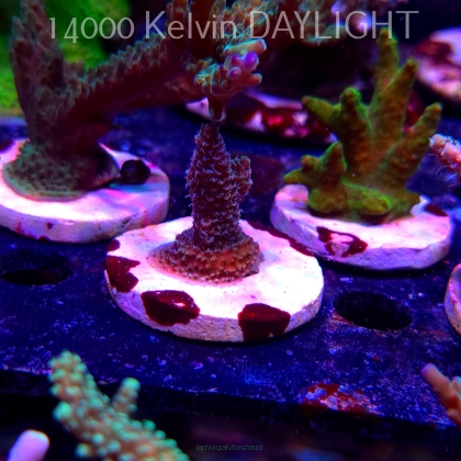 Acropora MILLEPORA (19.06.2025) L3-III-21  4cm