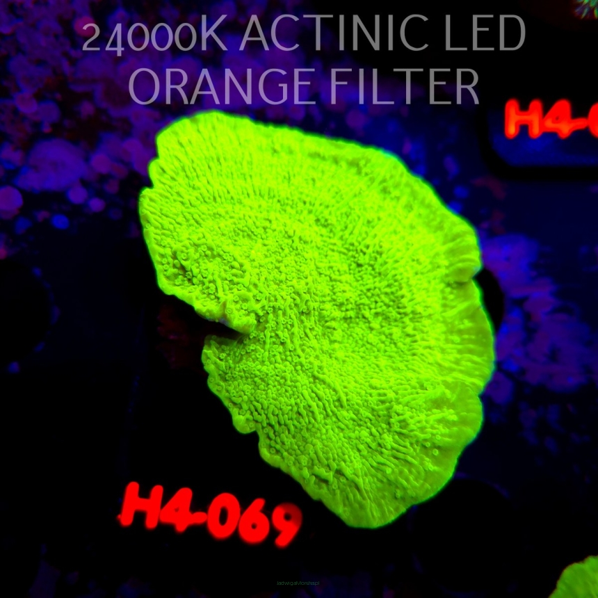 Montipora capricornis TOXIC GREEN (01.06.2026) H4-069  8cm