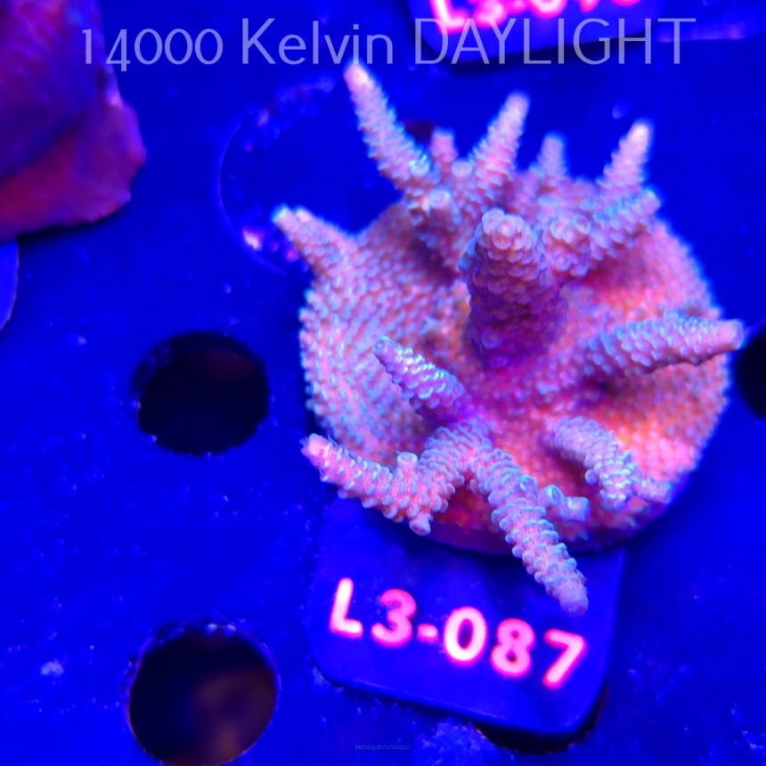 Acropora MILLEPORA (09.05.2026) L3-087  6cm