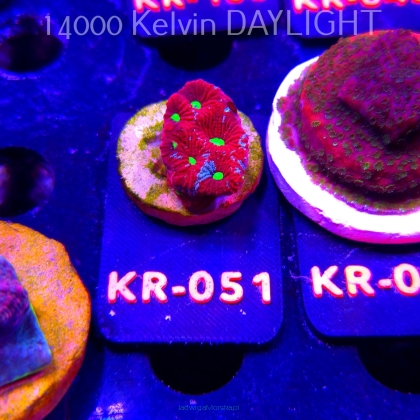 Favites Pentagona ULTRA War Coral (07.12.2025) KR-051  3cm