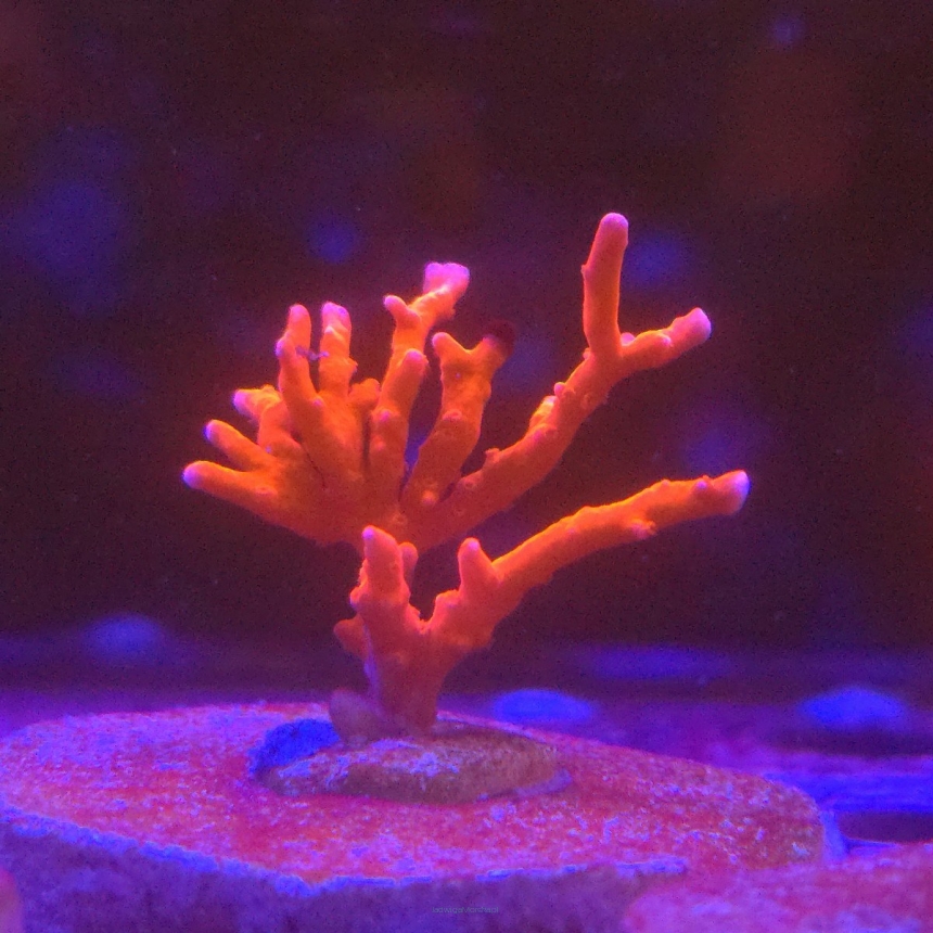 Anacropora Jason Fox TNT (13.01.2026) MM6-I-21  4cm