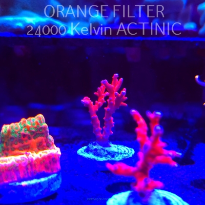 Anacropora Jason Fox TNT (13.06.2025) H1-I-4  3cm