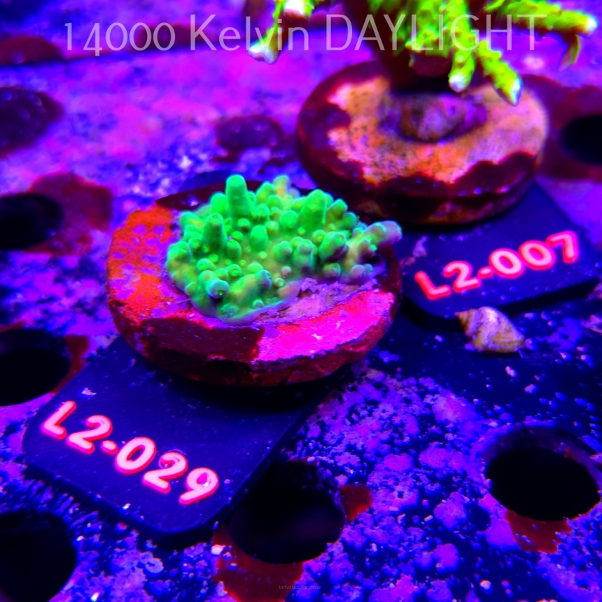 Acropora sp. AUSTRALIA (17.03.2026) L2-029  4cm