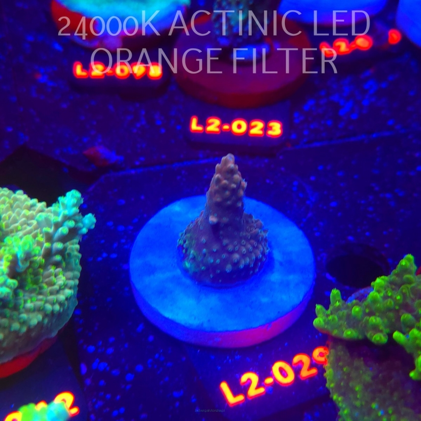 Acropora Jason Fox B33 BOMBER Acro (14.11.2025) L2-029  3cm