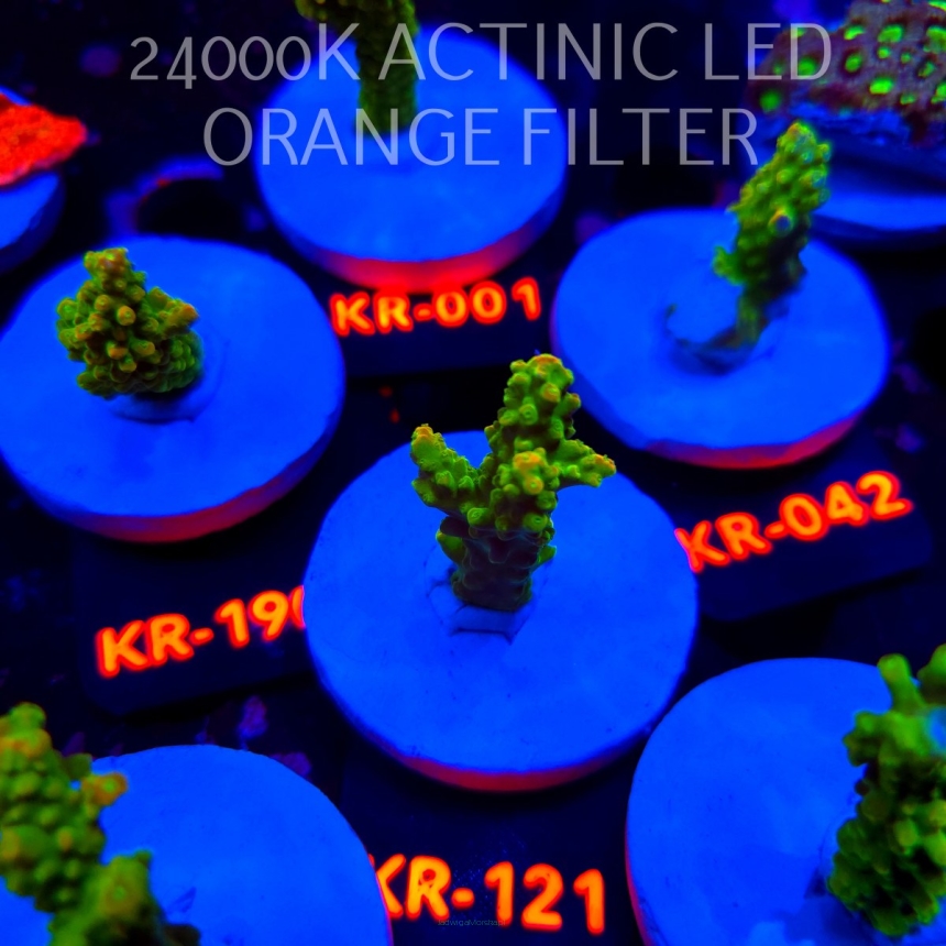 Acropora divaricata JOES MANGO GARDEN (21.04.2026) KR-121  5cm