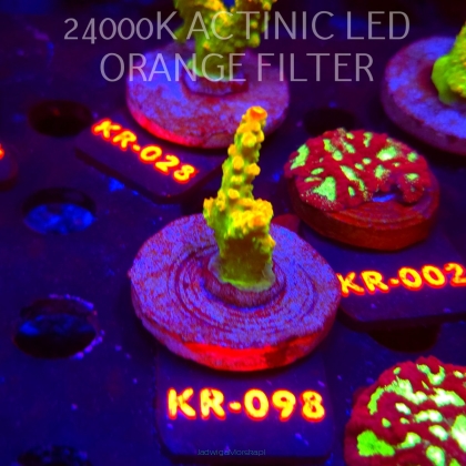 Acropora divaricata JOES MANGO GARDEN (07.12.2025) KR-098  5cm