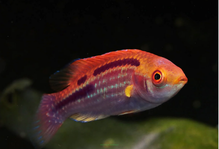 Cirrhilabrus lubbocki 5-6cm