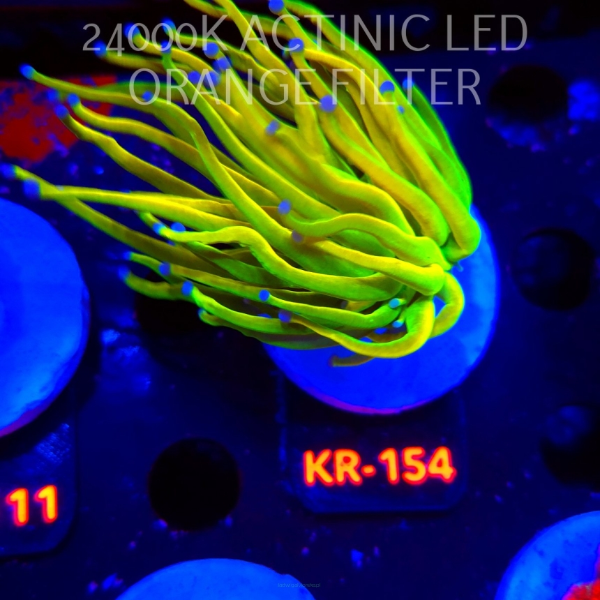 Euphyllia glabrescens OG HOLY GRAIL TORCH (03.01.2026) KR-154