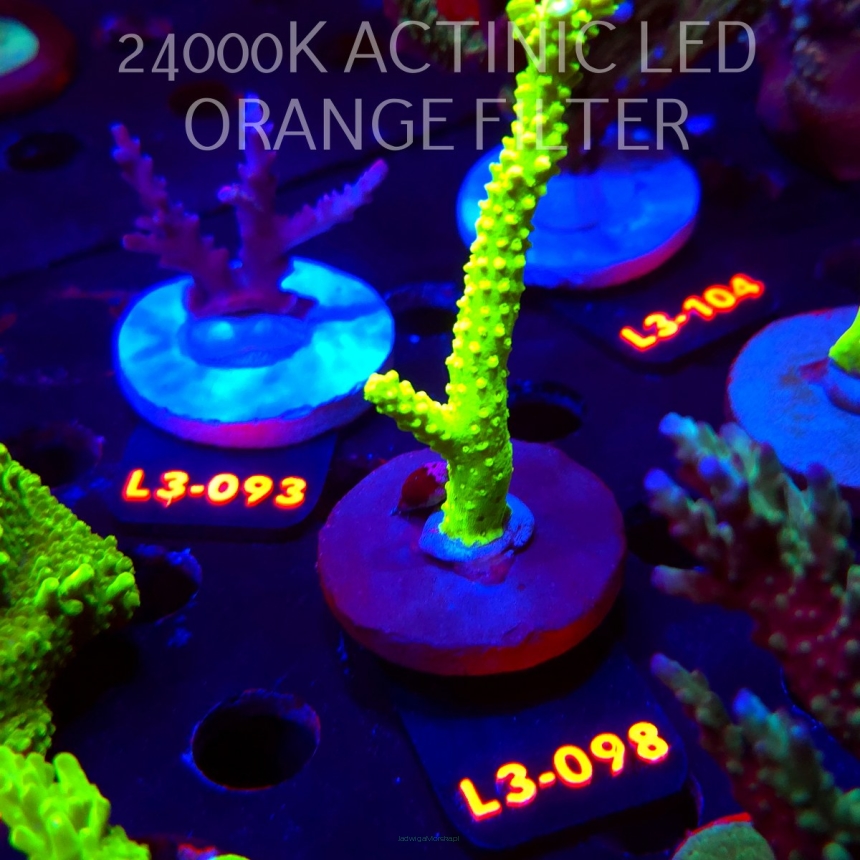 Acropora formosa TOXIC GREEN (09.05.2026) L3-098  9cm