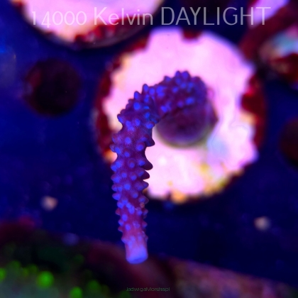 Acropora formosa BLUE JEANS (19.06.2025) L3-I-20  10cm