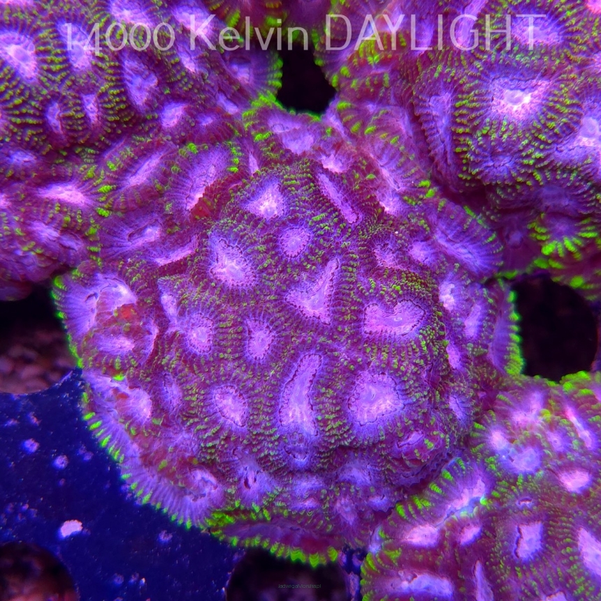 Favia WWC SPACE MONKEY (23.11.2025)  7cm