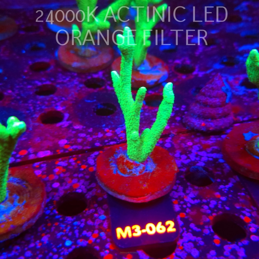 Montipora digitata POWER GREEN (12.04.2026) M3-062  8cm
