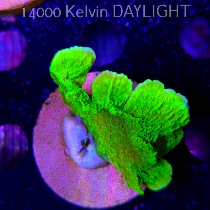 Montipora capricornis TOXIC GREEN (18.05.2025)  6cm