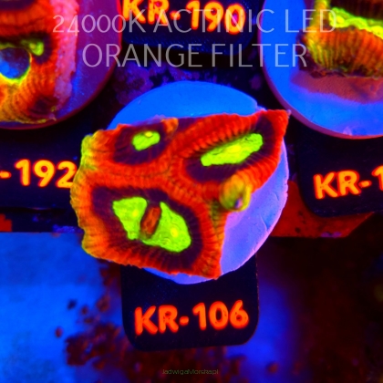 Favites complanata OG DRAGON SOUL (08.08.2026) KR-106  5cm
