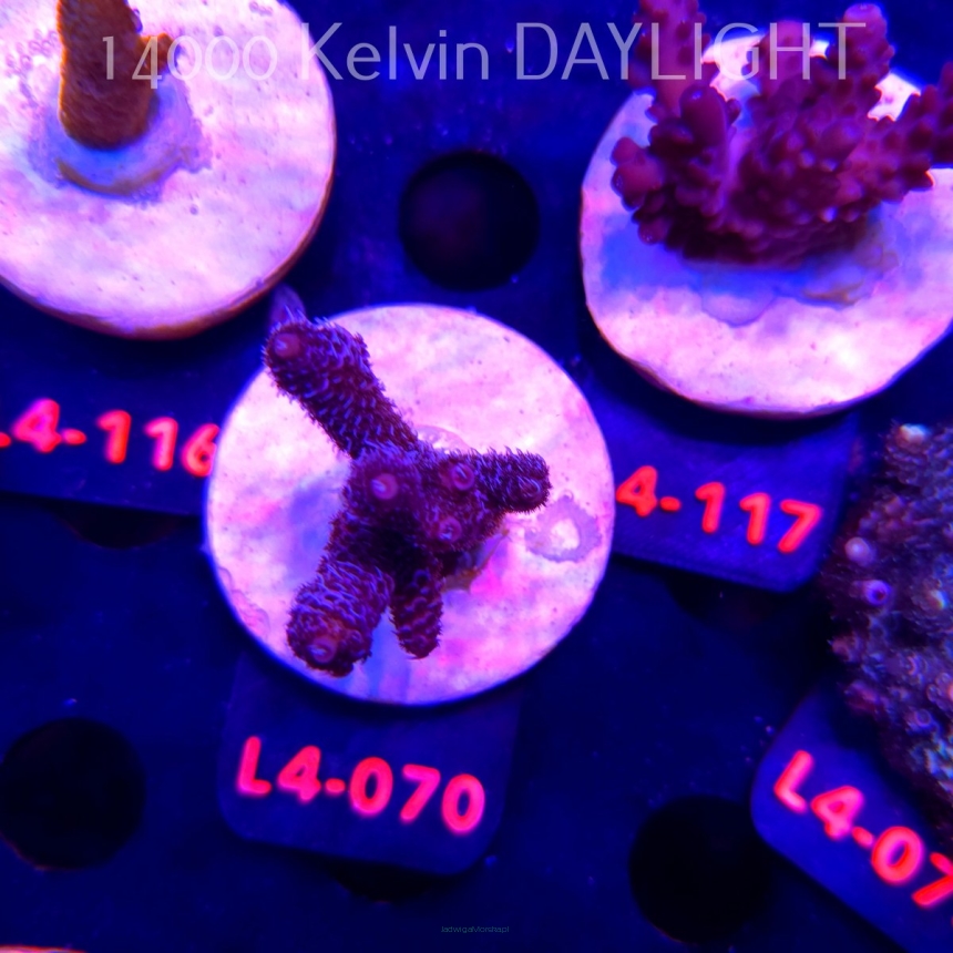 Acropora sp. PREMIUM AUSTRALIA (19.05.2026) L4-070  5cm