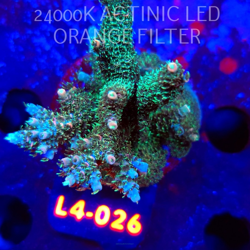 Acropora sp. PREMIUM AUSTRALIA (06.01.2026) L4-026  6cm