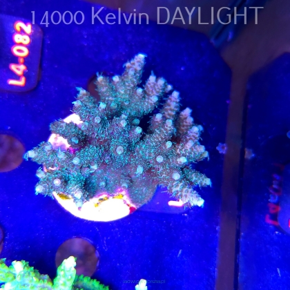 Acropora sp. PREMIUM AUSTRALIA (19.05.2026) L4-041  7cm