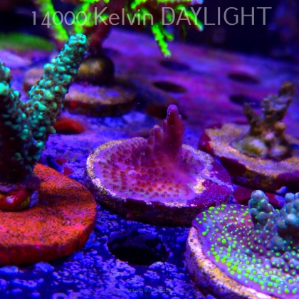 Acropora sp. AUSTRALIA  (21.06.2025) L4-III-10  4cm