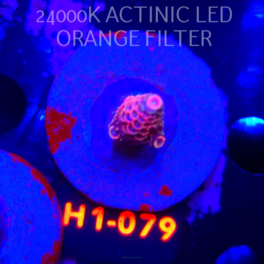 Acropora spathulata CORAL SEA ULTRA RED (04.02.2026) H1-079  3cm