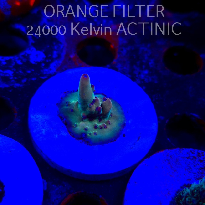Acropora LORIPES FIJI GOLD (21.06.2025) L4-II-14  2cm (deepwater)