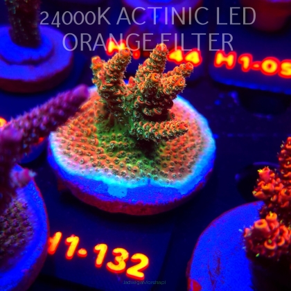 Acropora sp. JMC SPECIAL (02.02.2026) H1-132  4cm