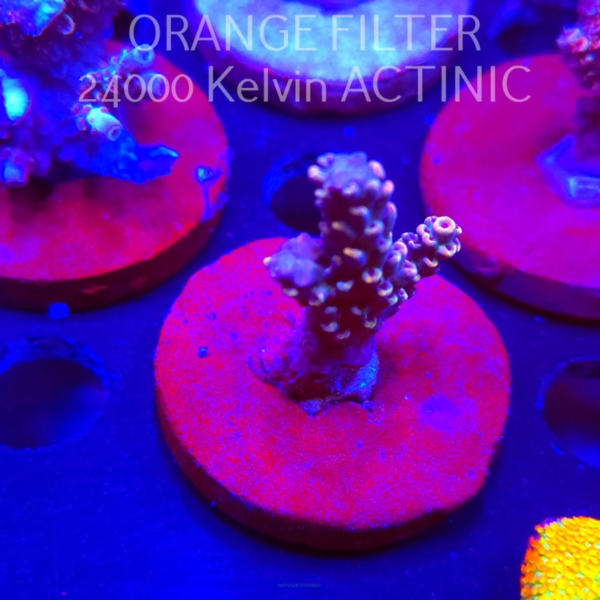 Acropora LATISTELLA WOLVERINE (04.10.2025)  4cm