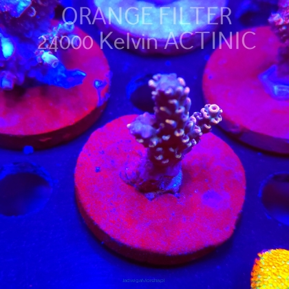 Acropora LATISTELLA WOLVERINE (04.10.2025)  4cm