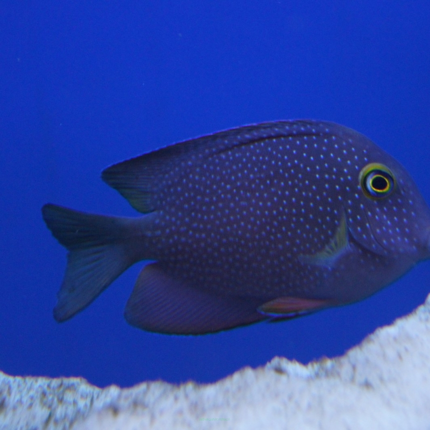 Ctenochaetus strigosus 7-8 cm (Yellow Eye Surgeon)