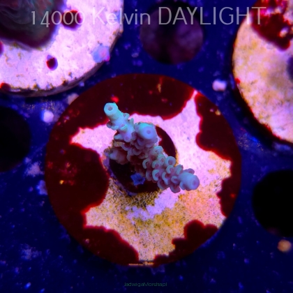 Acropora tenuis ICE FIRE (19.06.2025) L3-I-10  4cm