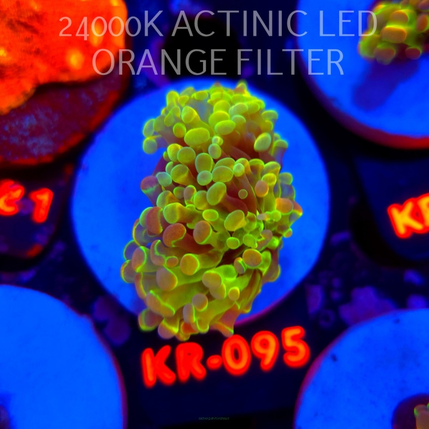 Euphyllia paraancora HOLOGRAM AURORA ULTRA (01.07.2026) KR-243