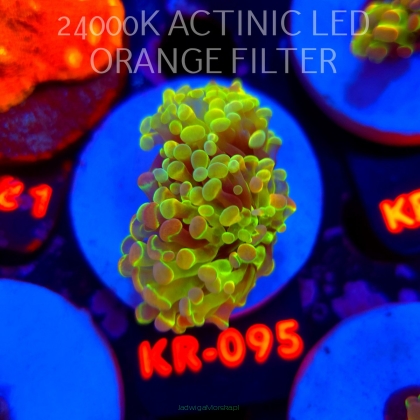 Euphyllia paraancora HOLOGRAM AURORA ULTRA (01.07.2026) KR-243